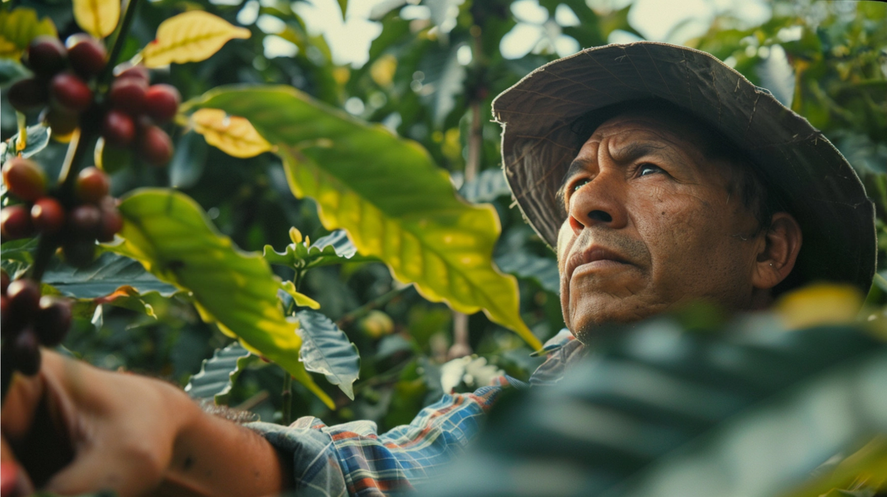 adult-nature-coffee-harvesting (1)