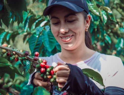 Verse oogst aangekomen