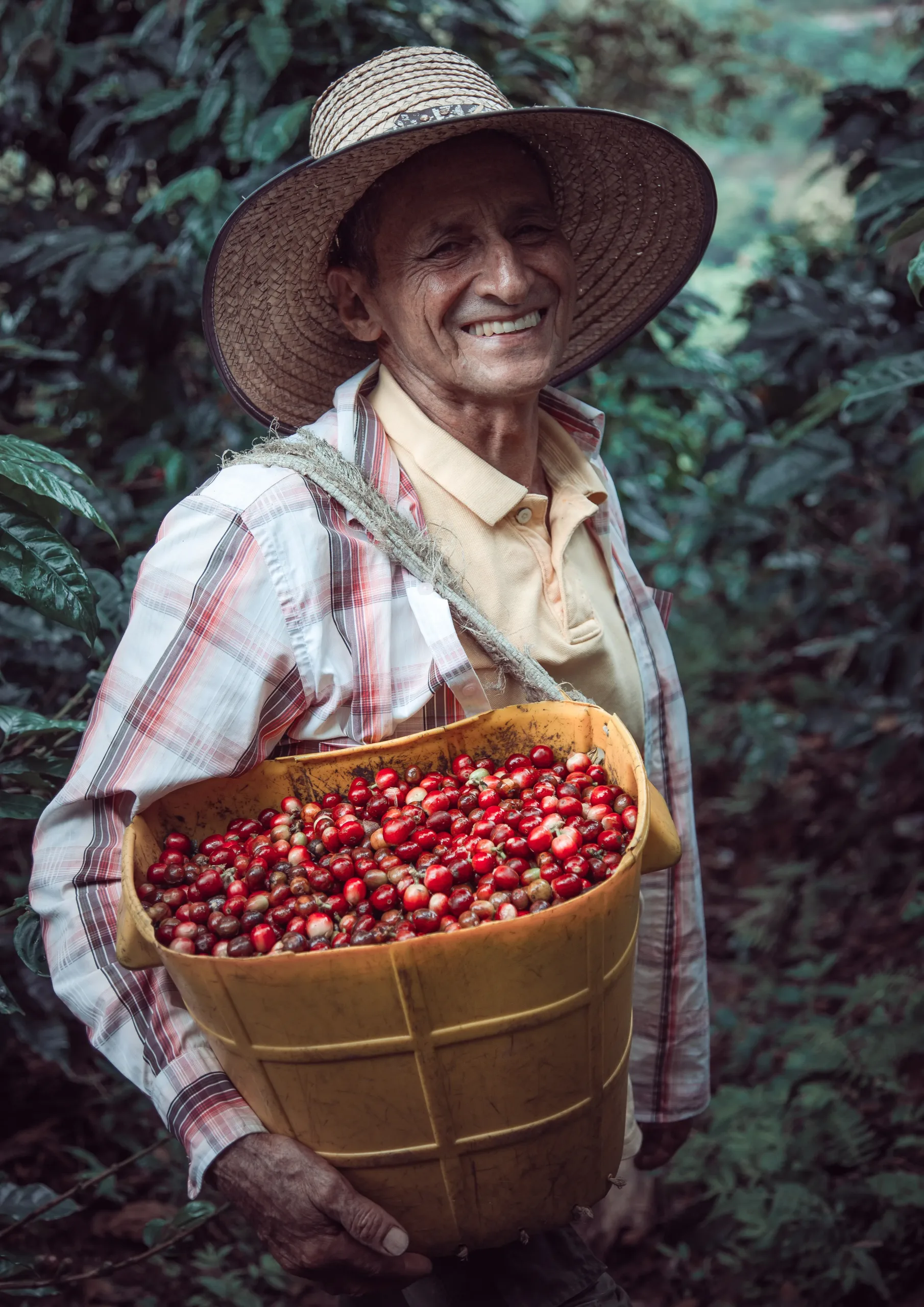 vertical-shot-hispanic-male-carrying-basket-with-cherry-red-coffee-beans